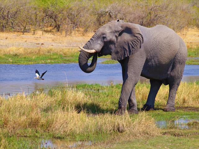 An Elephant in one of Botswana's National Parks outside Gaborone