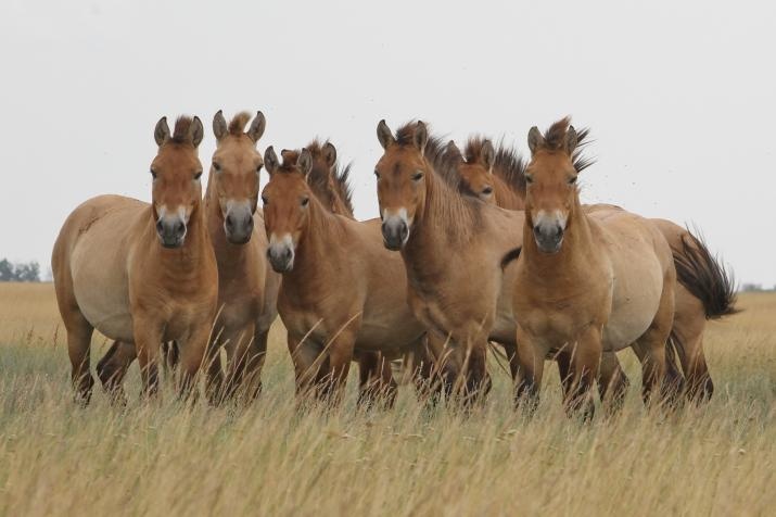 See the Przhewalskis Horses - one of the things to do in Ulaanbaatar